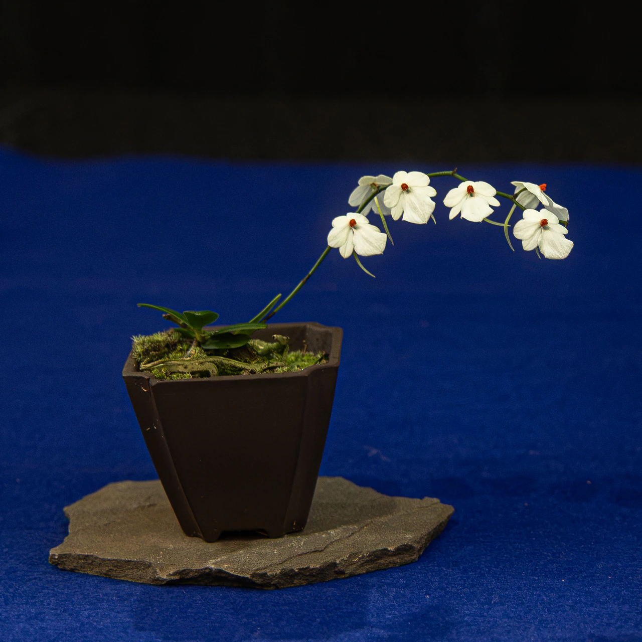 The accent plant displayed with Brazilian Raintree, exhibited by Tom Kruegl at the NJBS 2026