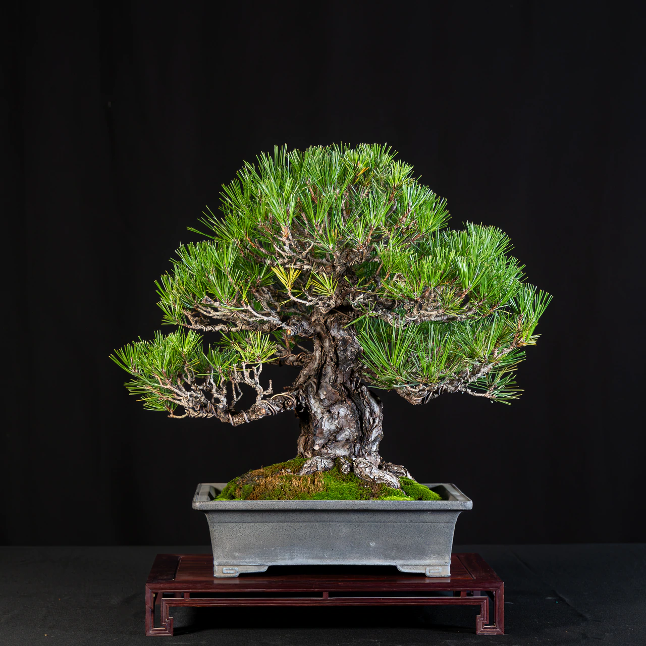 Japanese Black Pine, exhibited by Barry Whiteman at the NJBS 2026