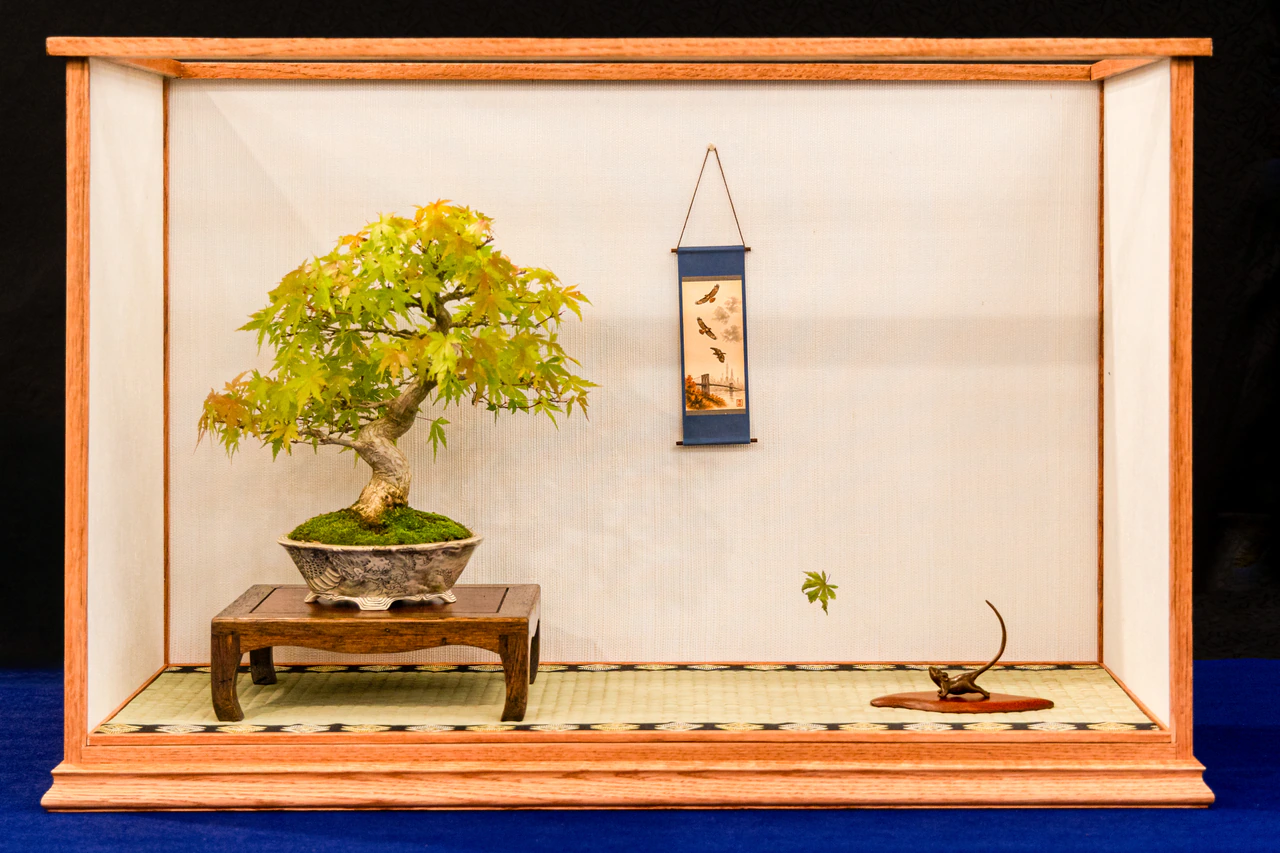 Japanese Maple, exhibited by Adrian Bijanada at the NJBS 2026