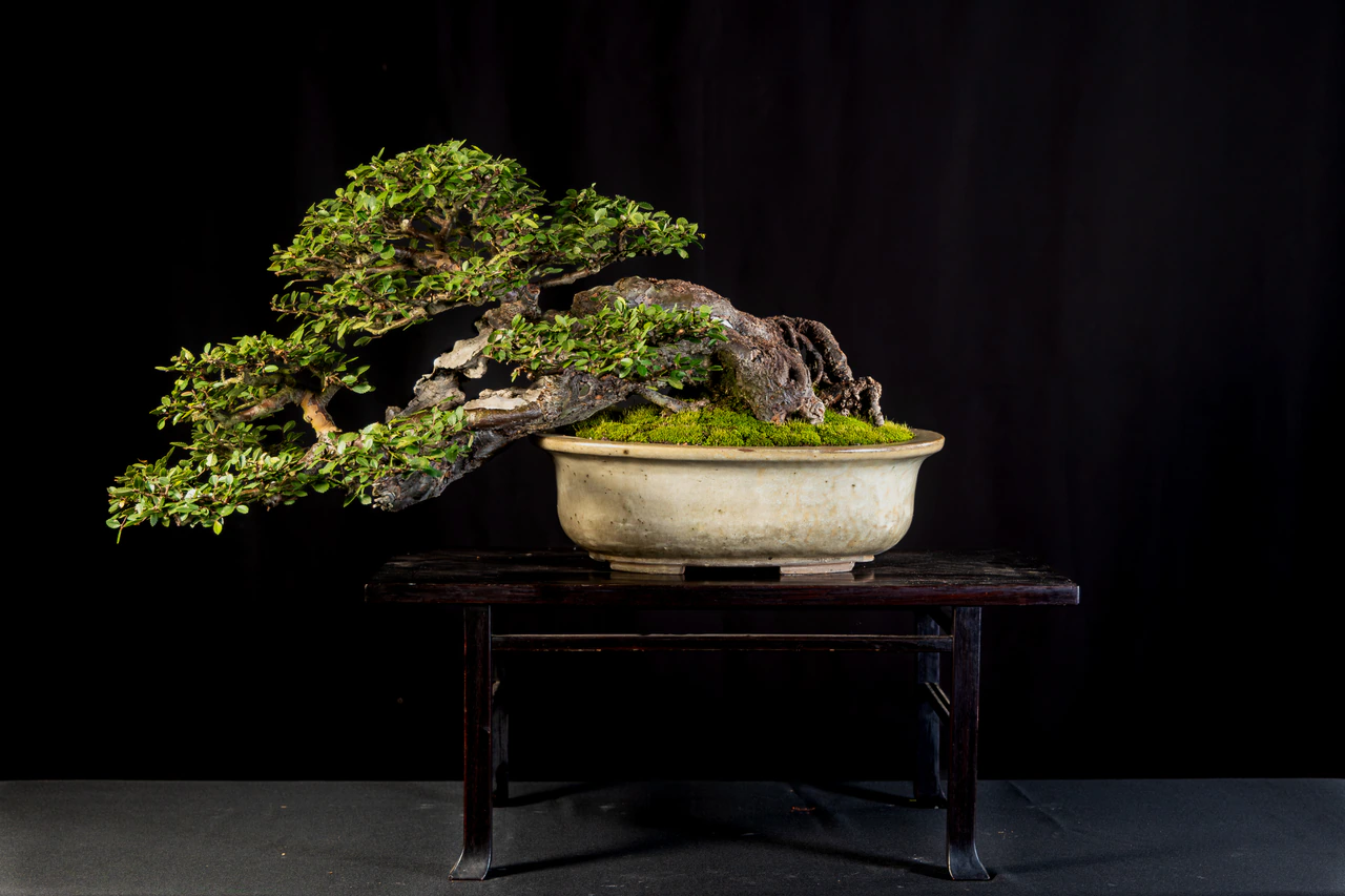 Chinese Elm, exhibited by John Kirby at the NJBS 2026