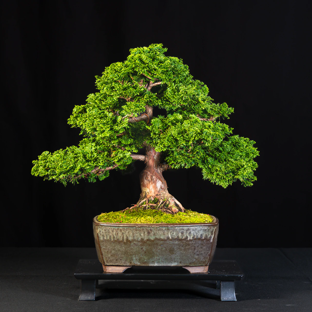 Hinoki Cypress, exhibited by Carmen Caputo at the NJBS 2026