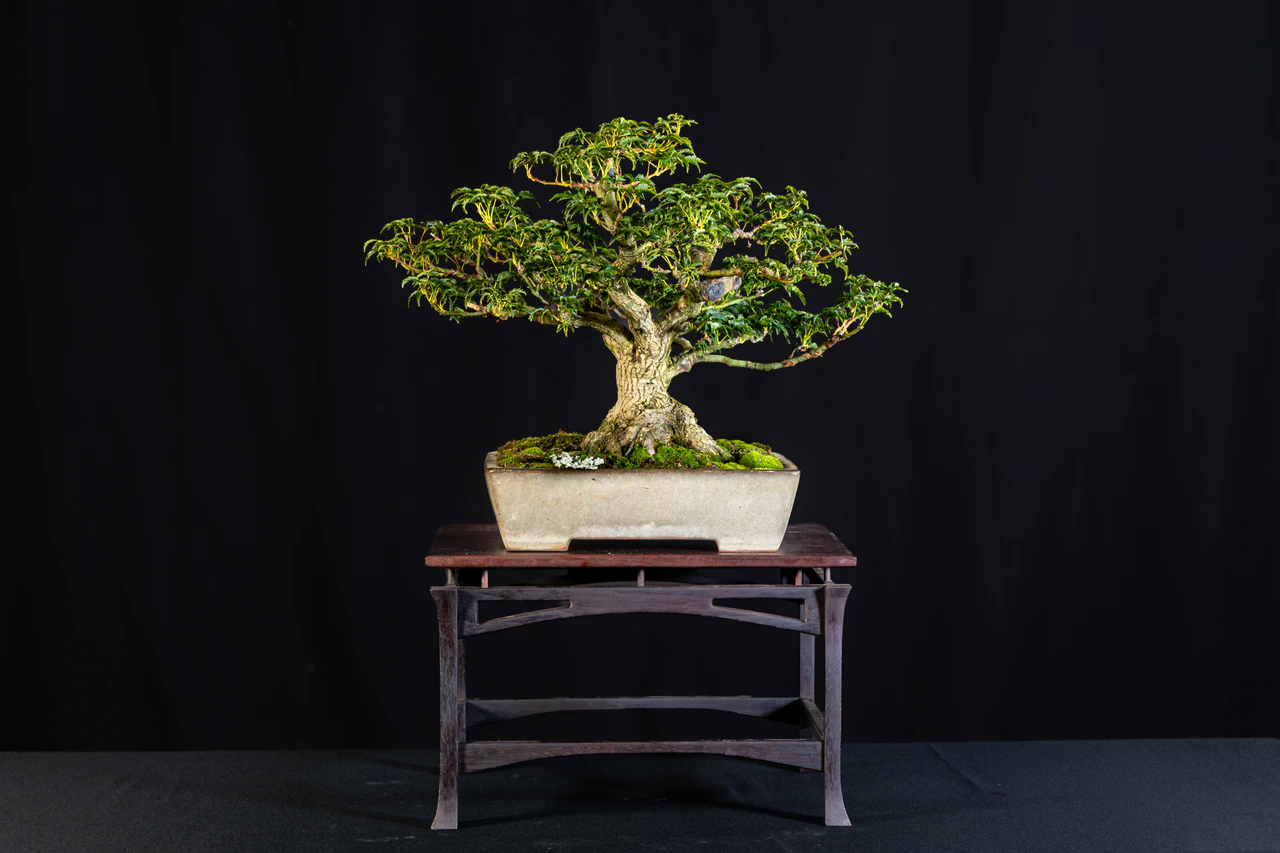 Lions Head Maple, exhibited by Tony Alario at the NJBS 2026