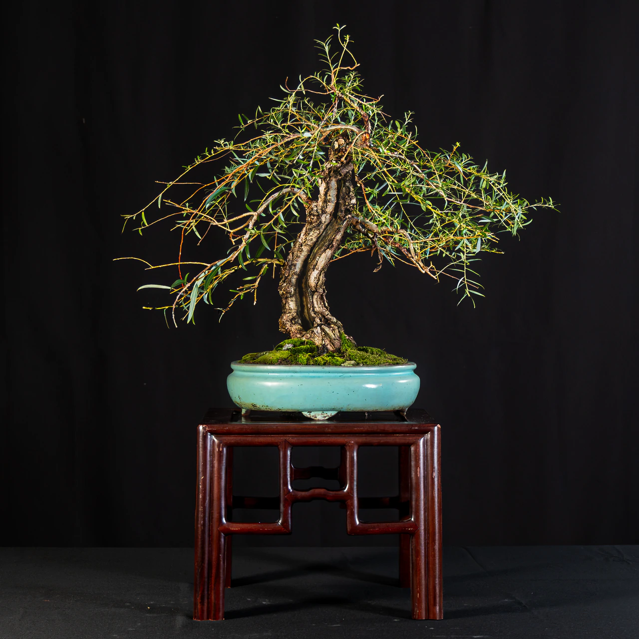 Weeping Willow, exhibited by Tony Alario at the NJBS 2026