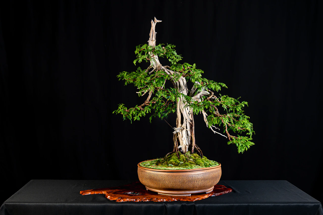 Eastern White Cedar, exhibited by Karen Harkaway at the NJBS 2026