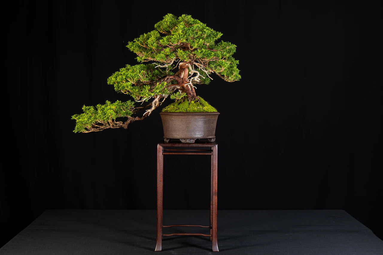 Shimpaku Juniper, exhibited by Mike Serra at the NJBS 2026