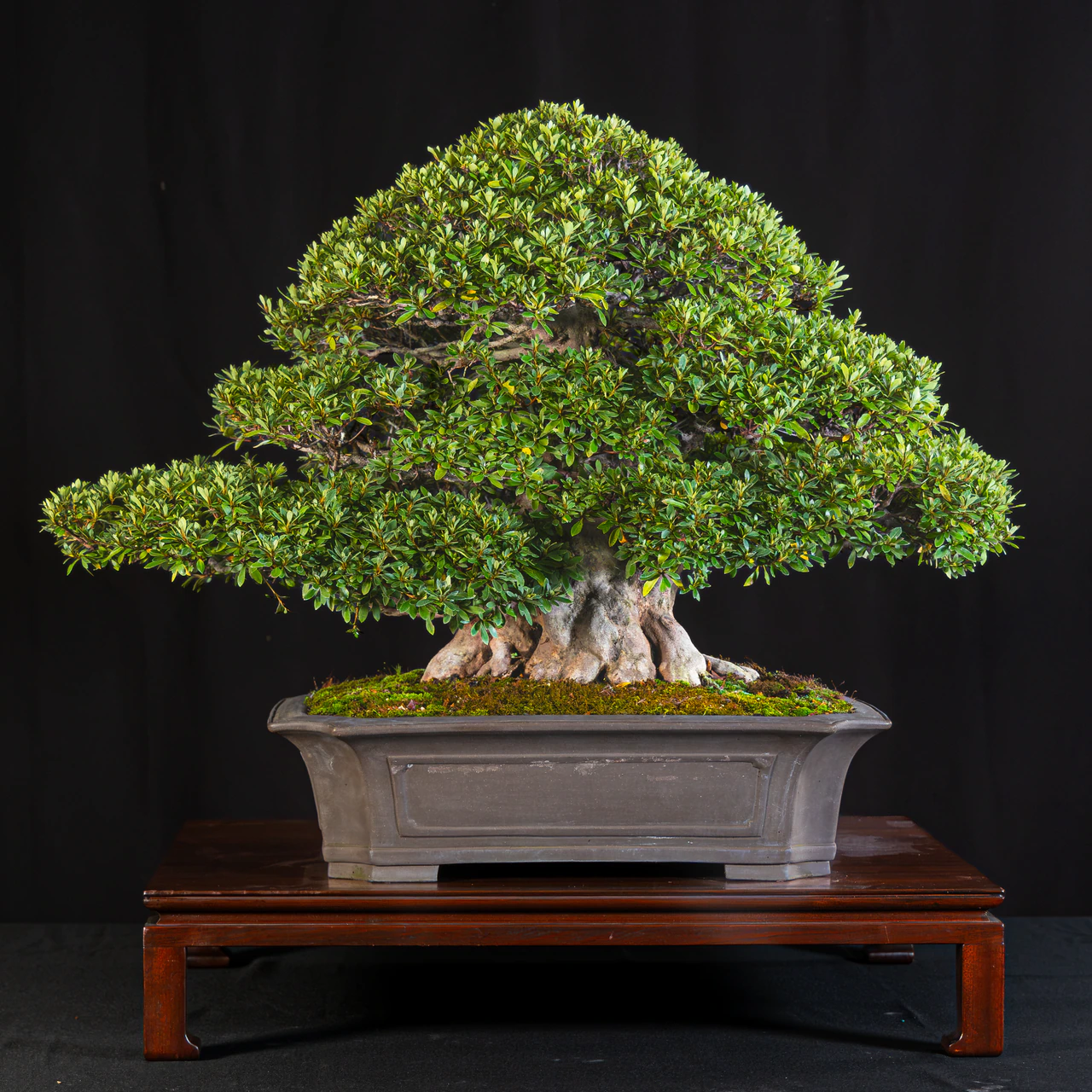 Satsuki Azalea, exhibited by Robert Mahler (Kifu Bonsai) at the NJBS 2026