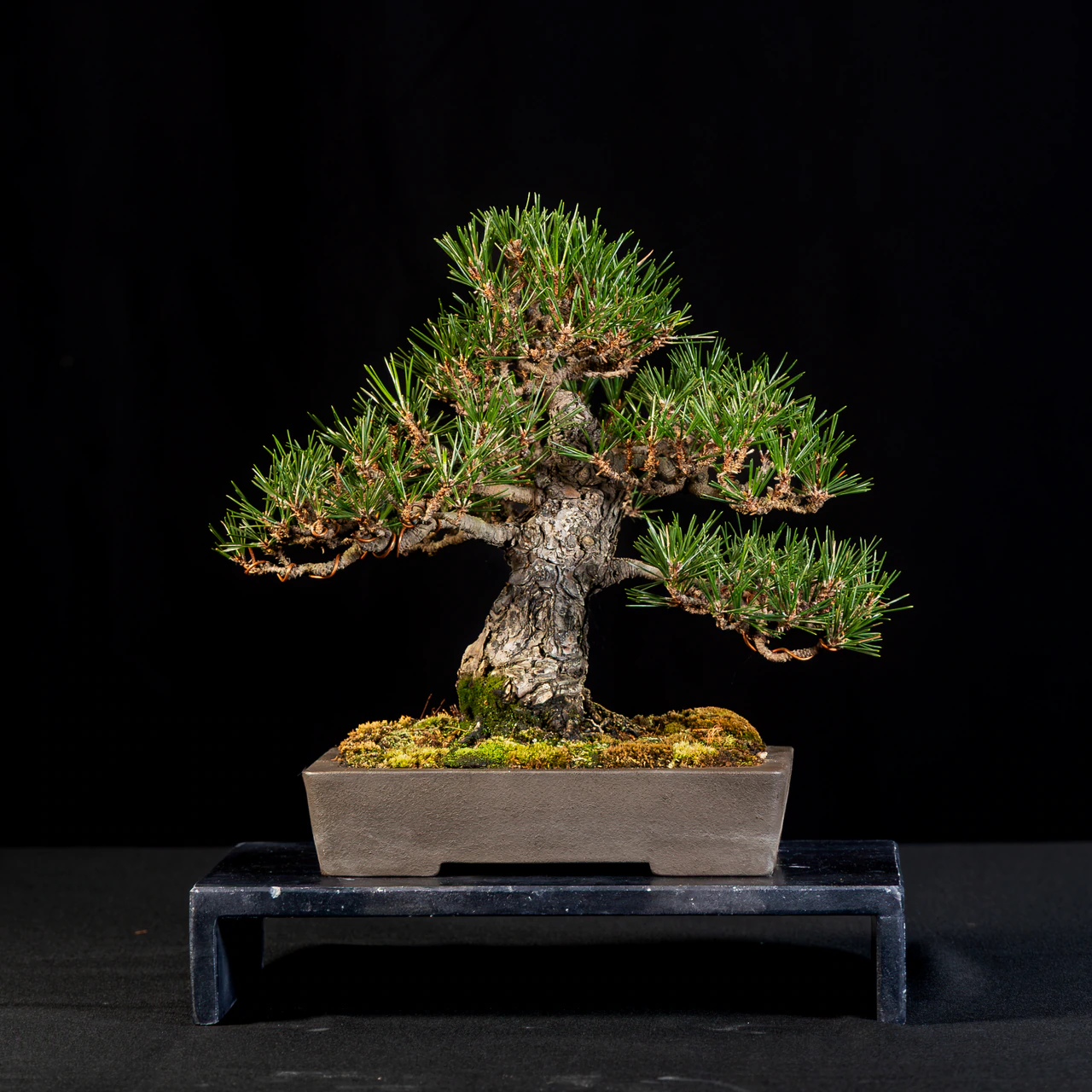 Japanese Black Pine 'Kotobuki', exhibited by Edgar Tlatelpa at the NJBS 2026