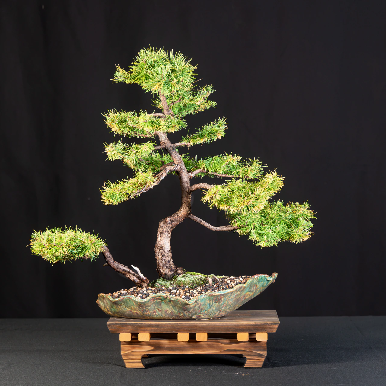 American Larch, exhibited by Alexander Choti at the NJBS 2026