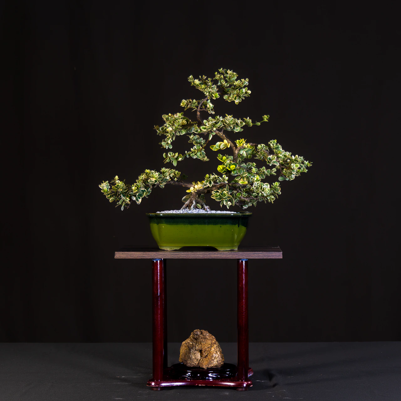 Natal Plum Dwarf Variant, exhibited by Steven Chi at the NJBS 2026