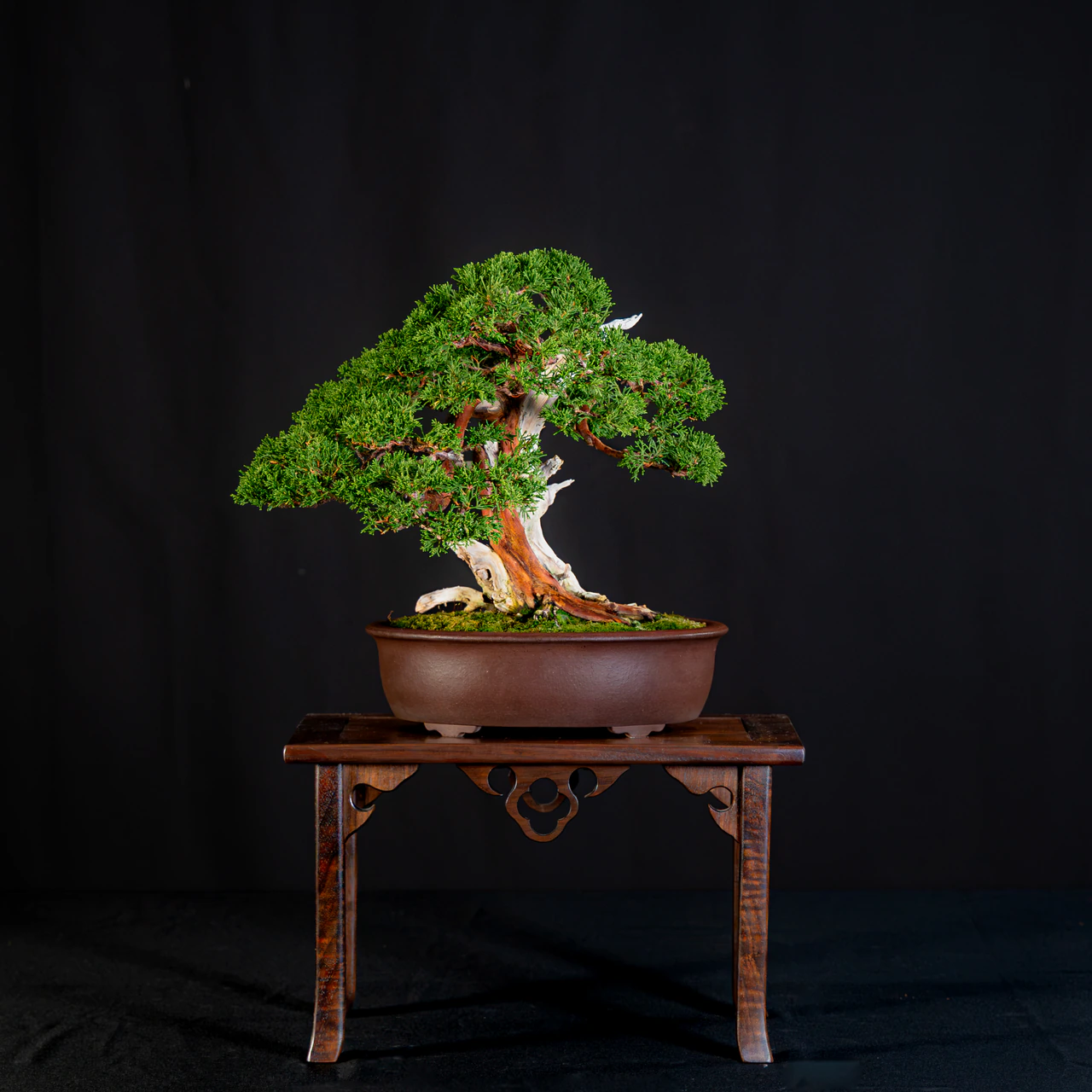 Itoigawa Juniper, exhibited by Eugene Balestriere III at the NJBS 2026