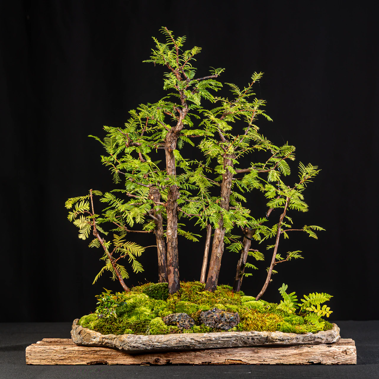 Dawn Redwood forest, exhibited by Diego Garnica at the NJBS 2026
