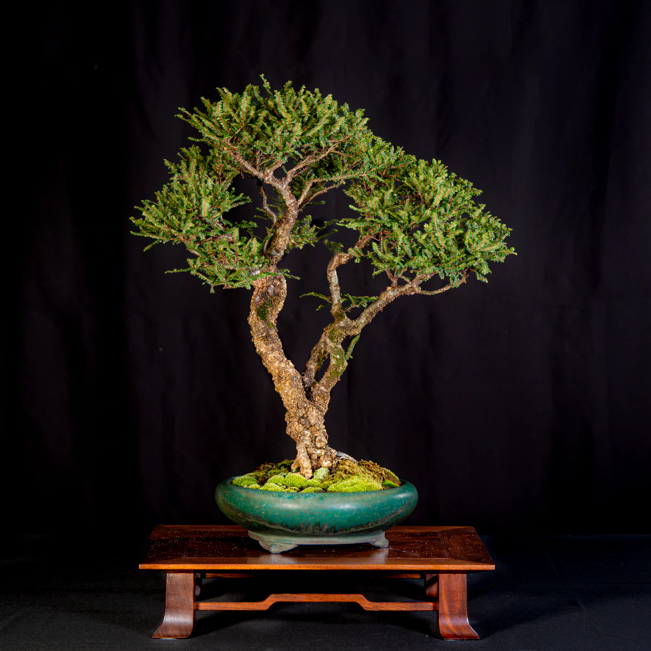 Chinese Elm 'Seiju', exhibited by David Mirande at the NJBS 2026