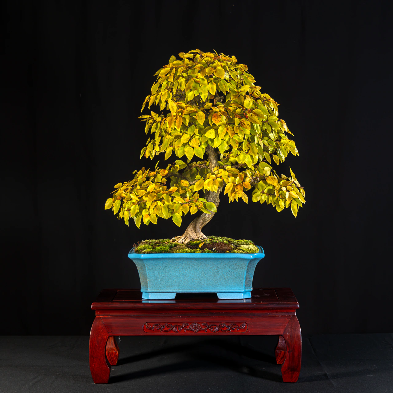 Korean Hornbeam, exhibited by Nicholas Ricciuti at the NJBS 2026