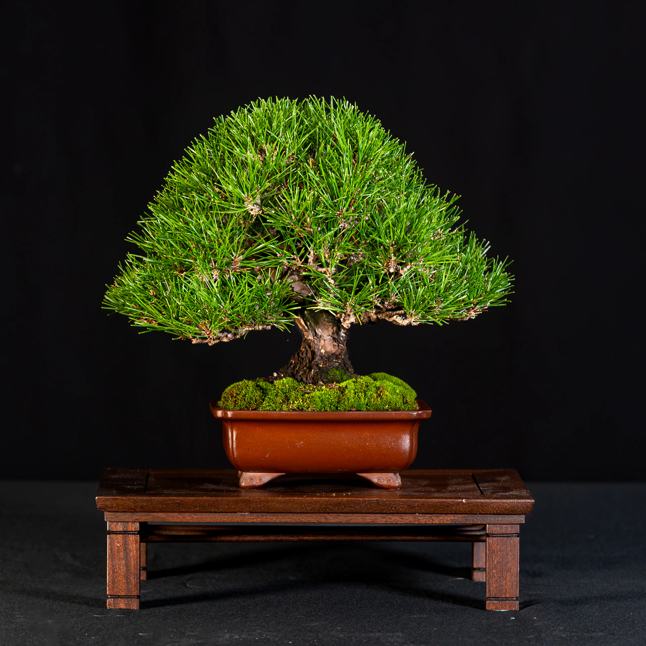 Japanese Black Pine, exhibited by Chris Hayes at the NJBS 2026