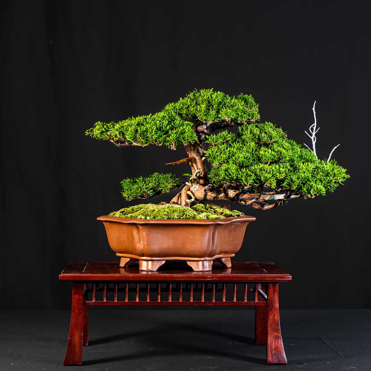 Shimpaku Juniper, exhibited by Frank Savino at the NJBS 2026