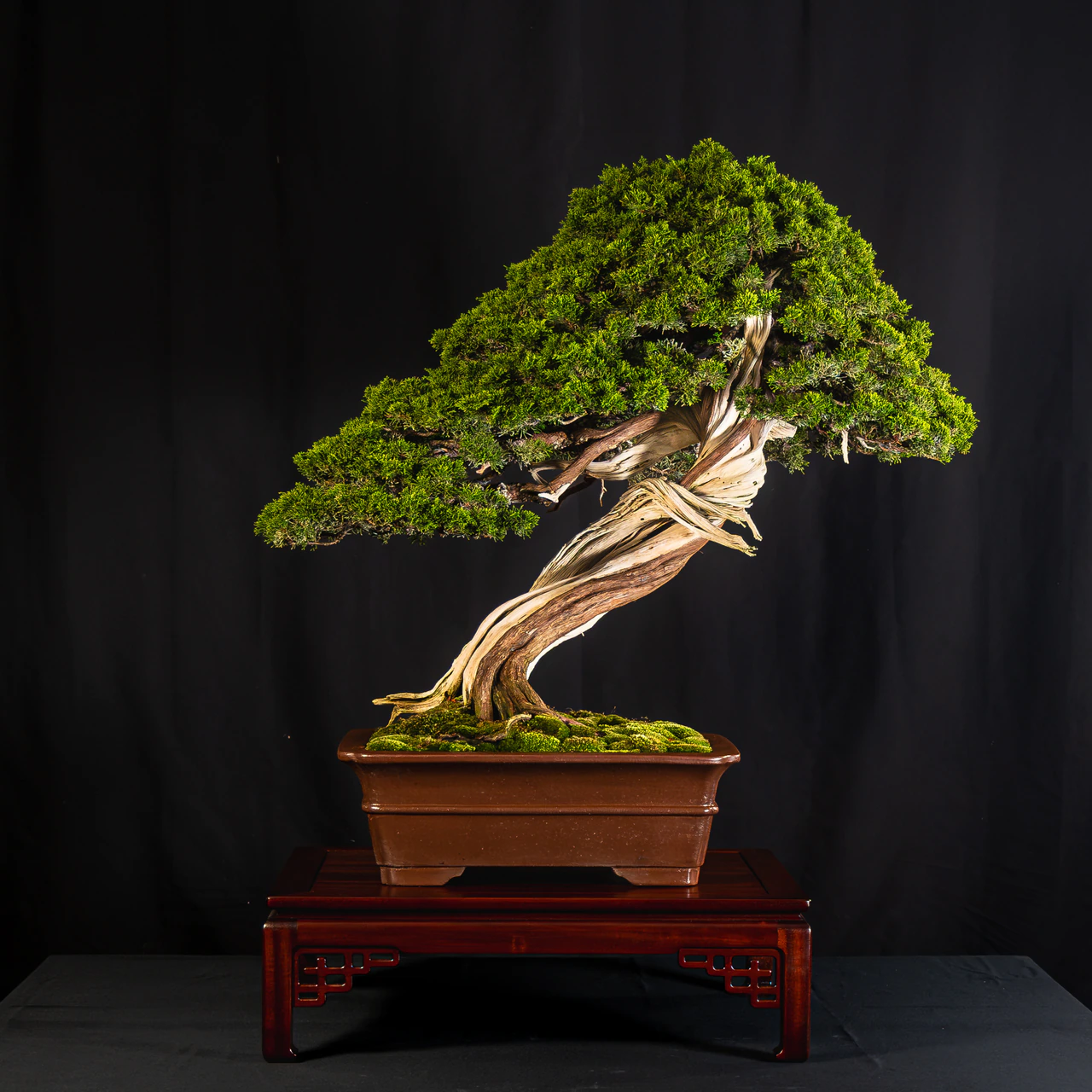 California Juniper grafted 'Itoigawa', exhibited by Jason Payne at the NJBS 2026