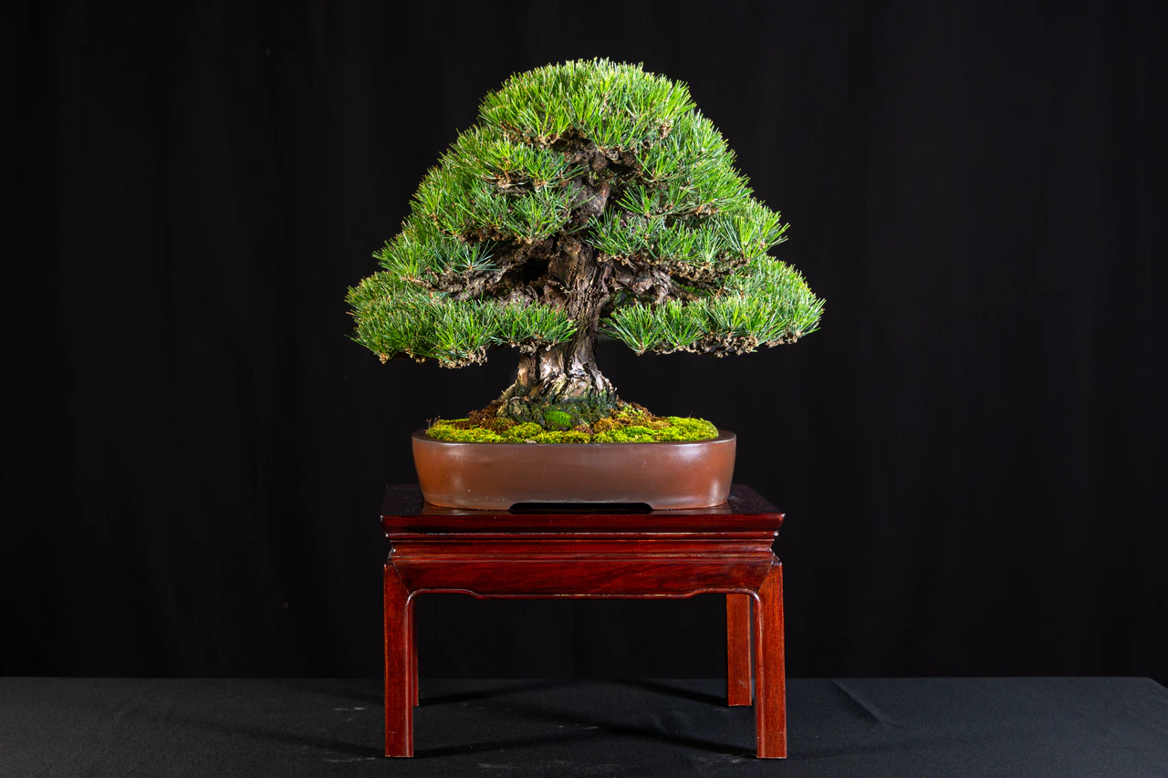 Japanese Black Pine, exhibited by Jason Payne at the NJBS 2026