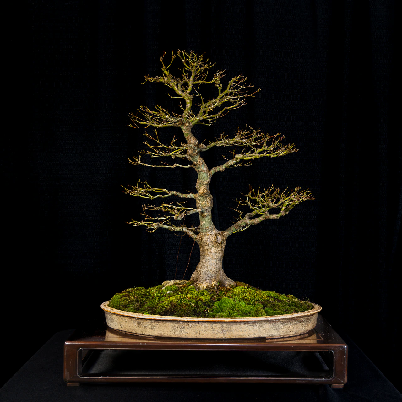 Japanese Maple, exhibited by Chase Rosade at the NJBS 2026