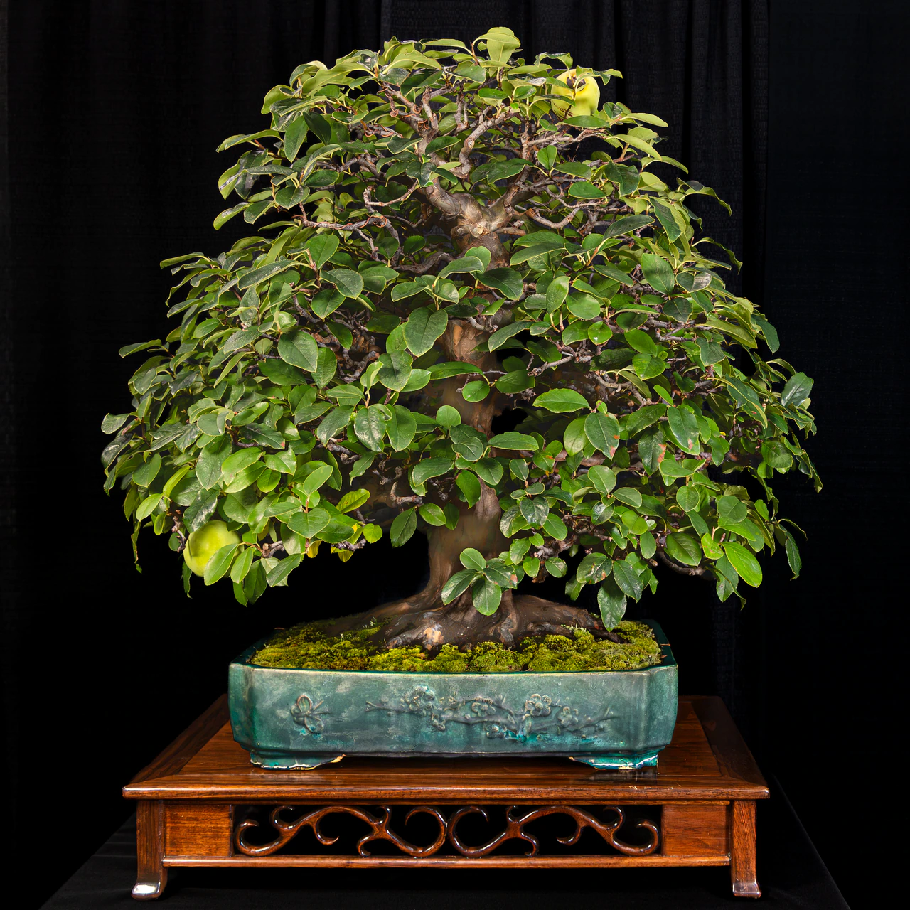 Chinese Quince, exhibited by Bob Entrekin (Crestwood Bonsai) at the NJBS 2026