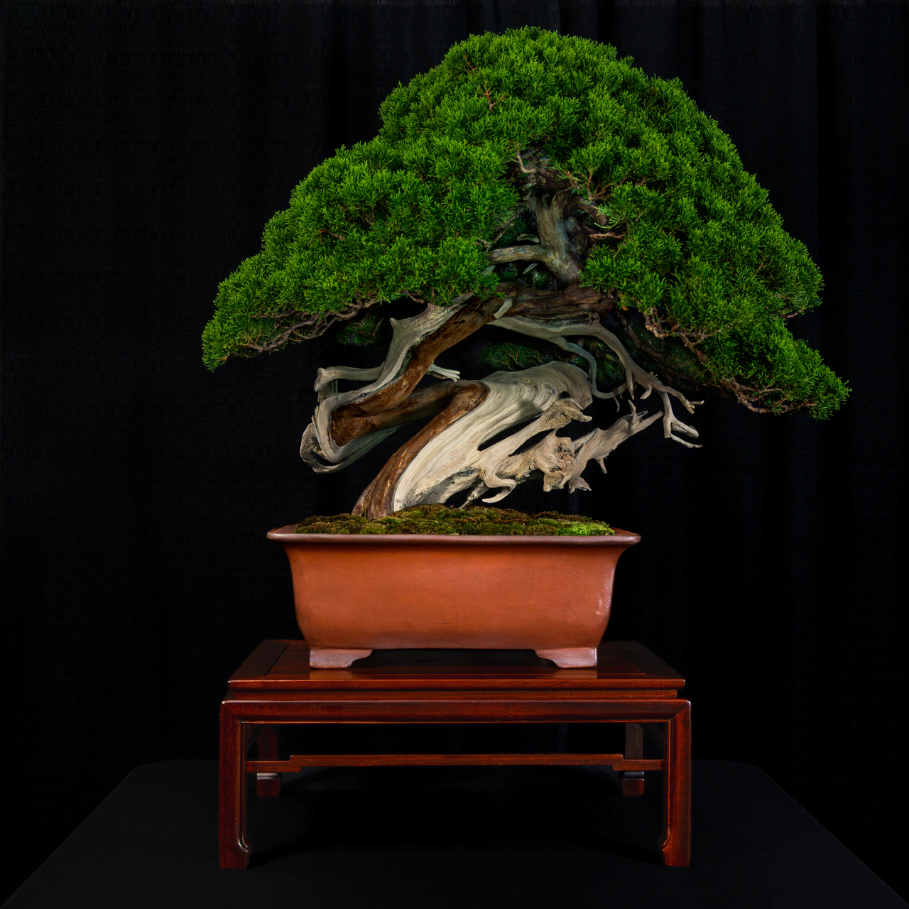Itoigawa Juniper, exhibited by The Payne Family Collection at the NJBS 2026