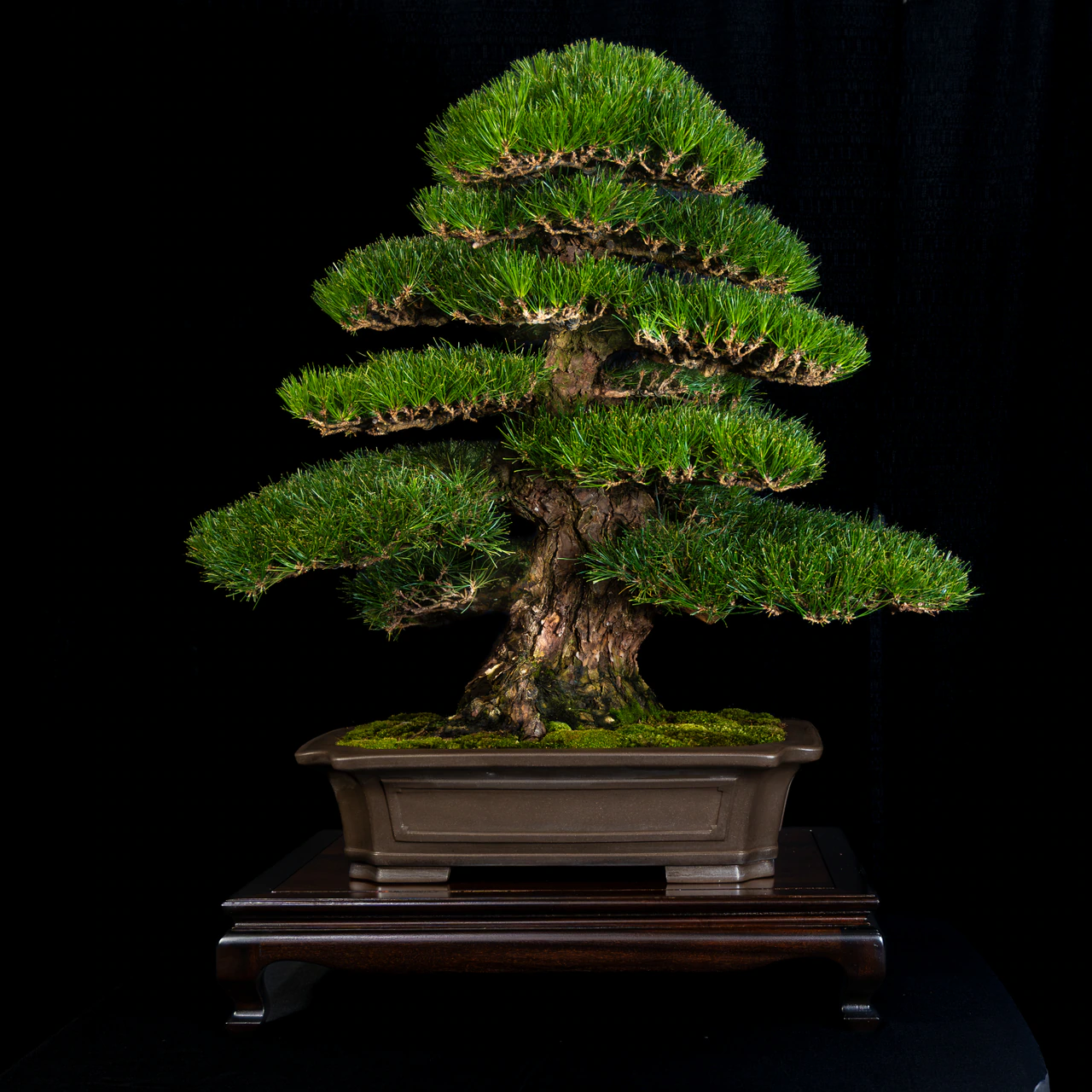 Japanese Black Pine, exhibited by The Payne Family Collection at the NJBS 2026
