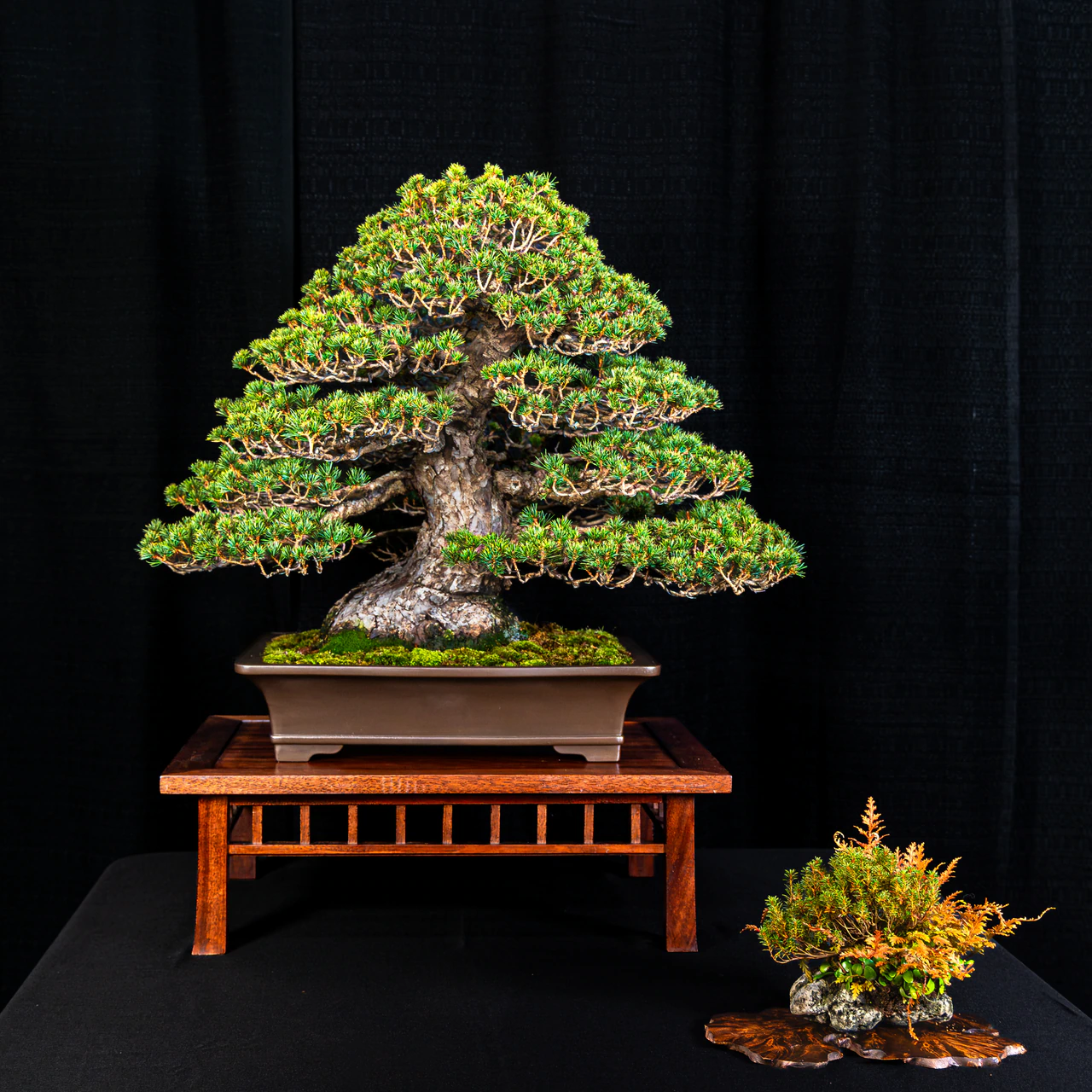 Japanese White Pine, exhibited by The Payne Family Collection at the NJBS 2026