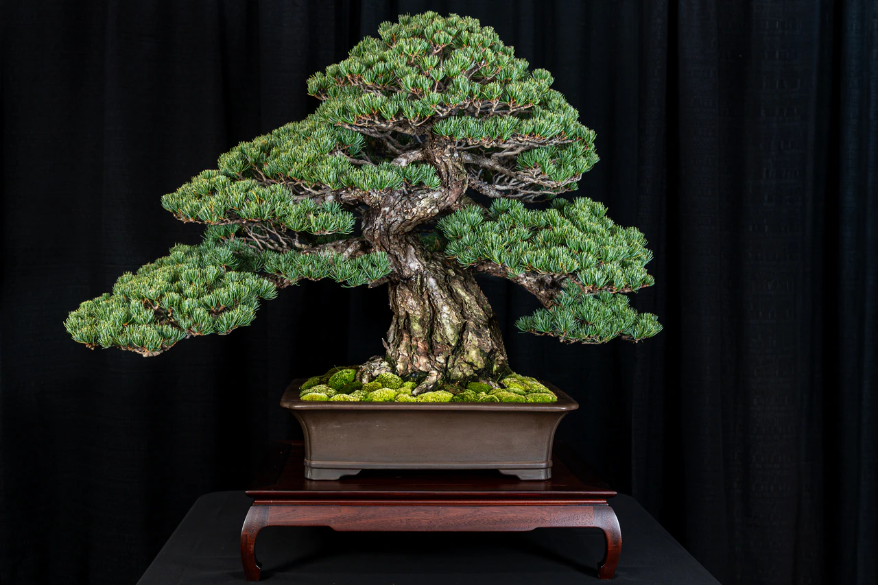 Japanese White Pine, exhibited by The Payne Family Collection at the NJBS 2026