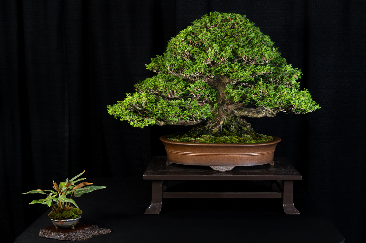 Hinoki False Cypress, exhibited by Longwood Gardens at the NJBS 2026