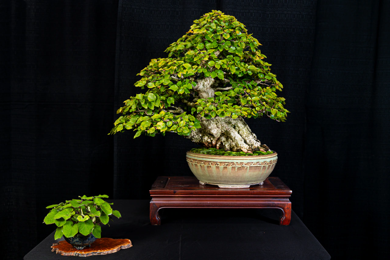 Korean Hornbeam, exhibited by Longwood Gardens at the NJBS 2026
