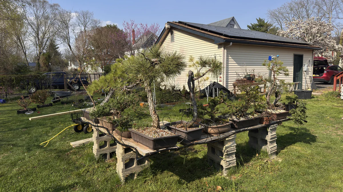 Pines and other bonsai on cinder-block benches on the lawn beside the house