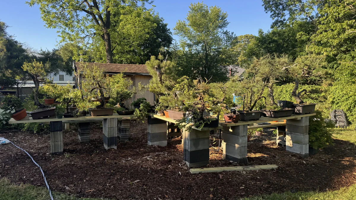 The new benches on the mulch bed, lined with pines and other bonsai