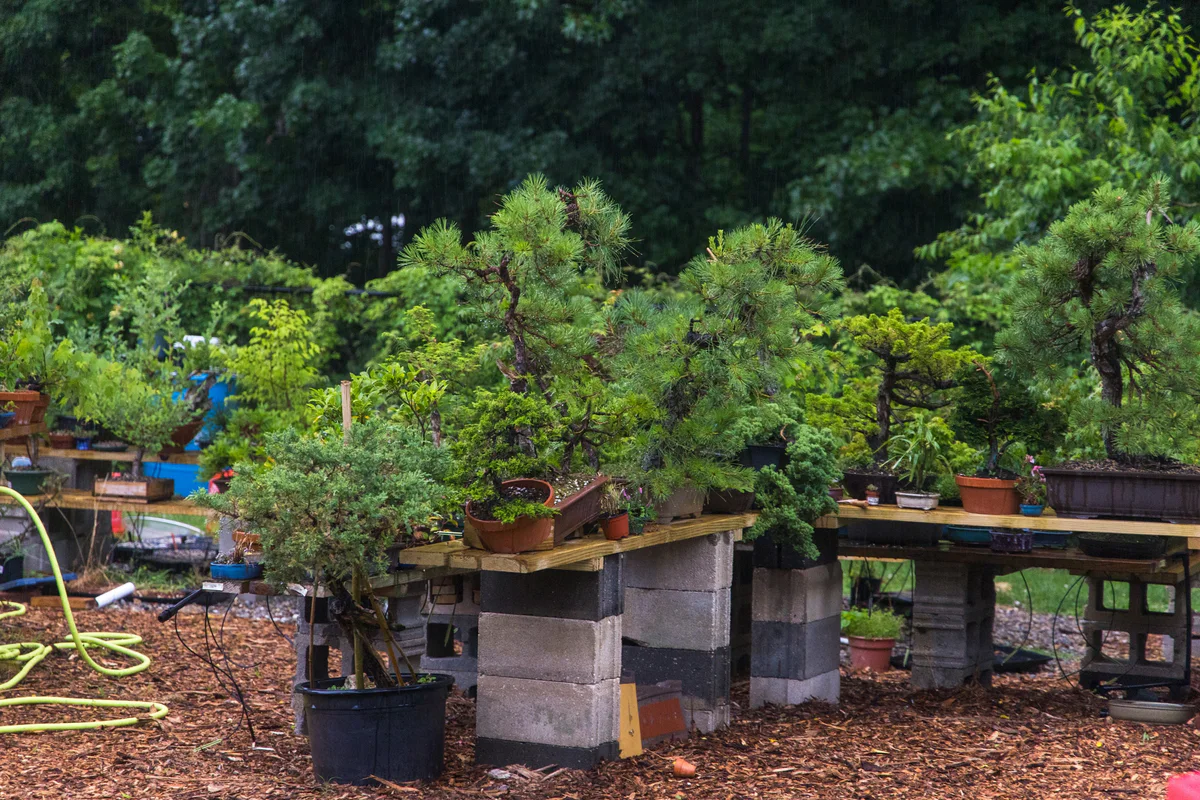 Pines and other bonsai on cinder-block benches over a mulch bed