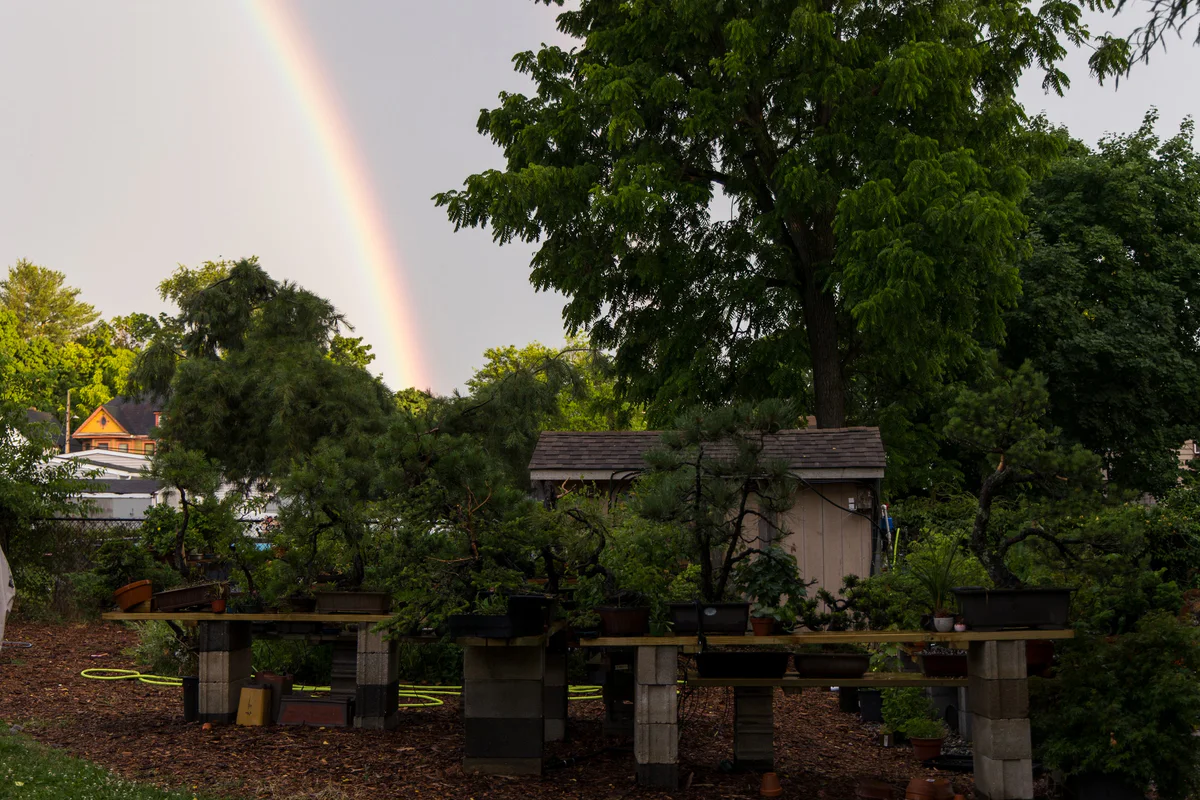Pines and other bonsai on cinder-block benches in front of the garden shed, with a rainbow in the sky