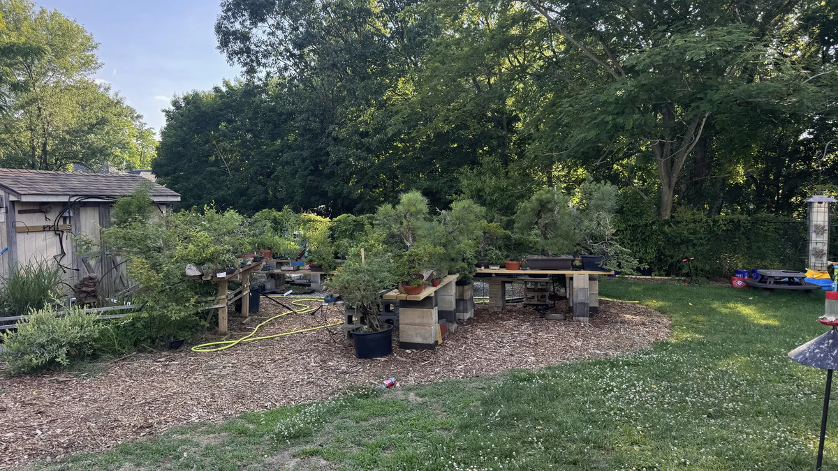 Benches of bonsai along a curving mulch bed at the edge of the lawn, with the shed on the left