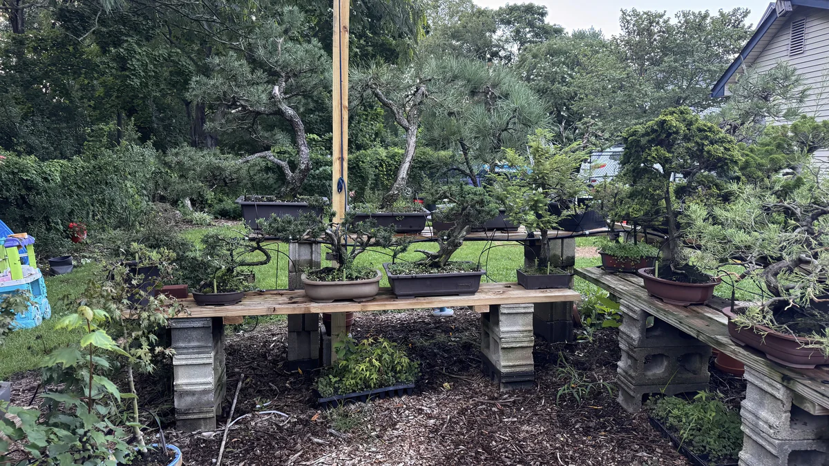Pines and other bonsai on cinder-block benches, with the house behind them