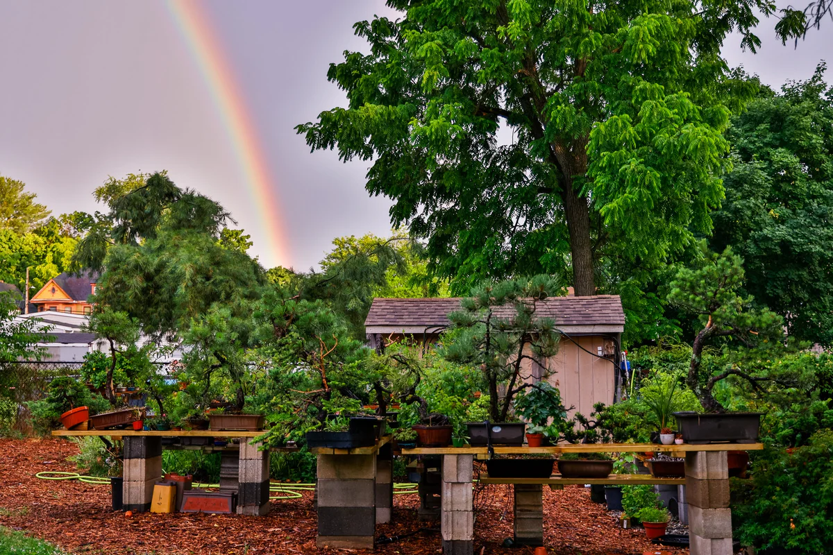 Pines and other bonsai on cinder-block benches in front of a garden shed, with a rainbow in the sky above