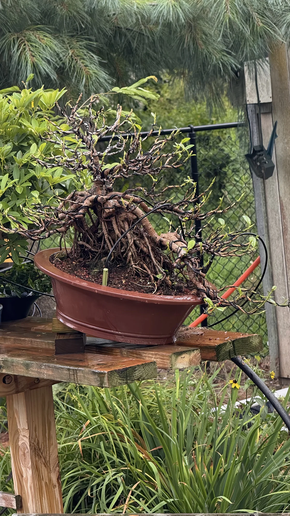 A tree with a mass of exposed roots in an oval pot, with a single light green emitter staked in the soil