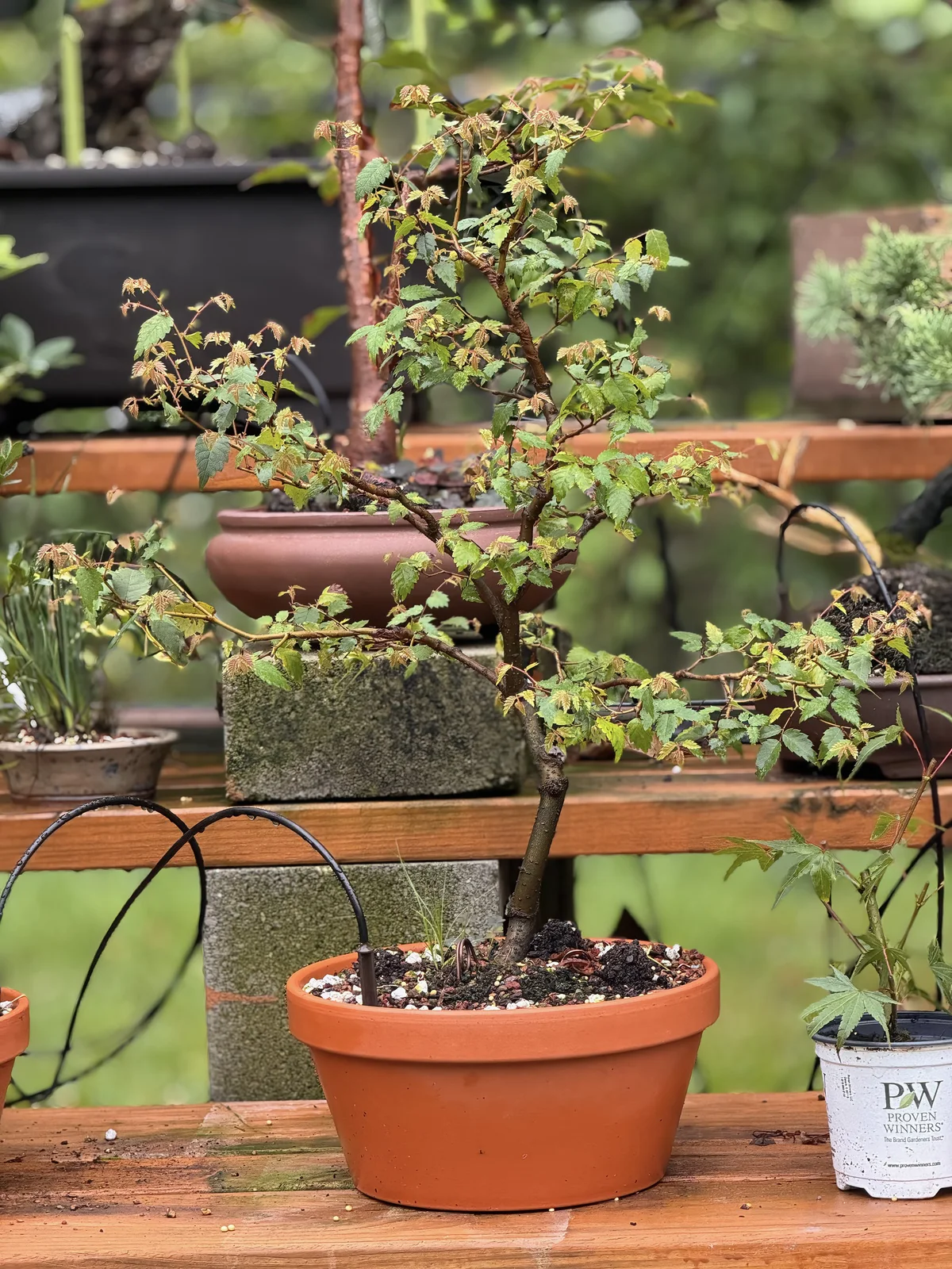A young maple in a round terracotta pot, with one emitter staked at the rim and its line looping in from behind