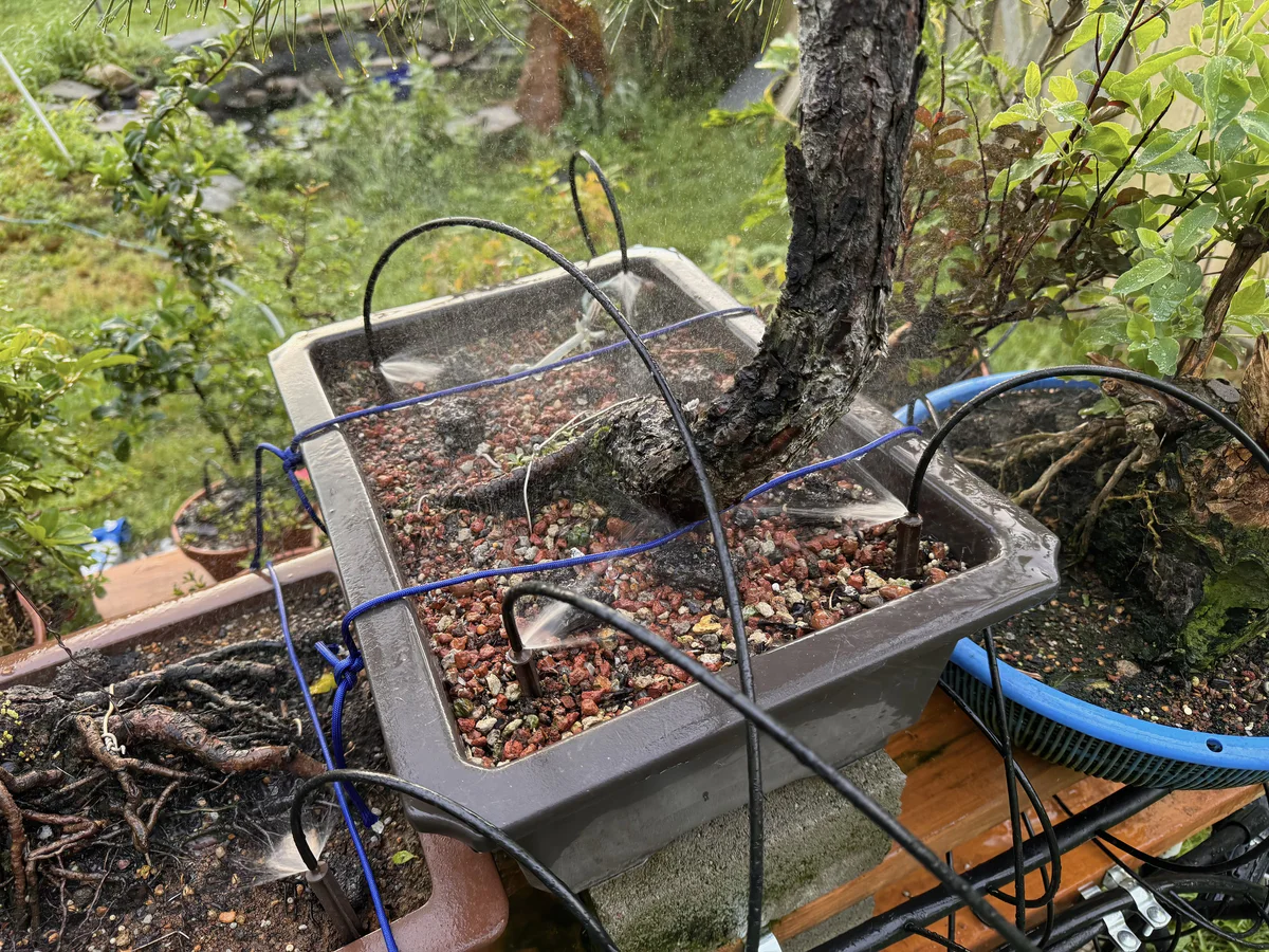 Four staked emitters spraying water across a large rectangular pot holding a thick-trunked tree