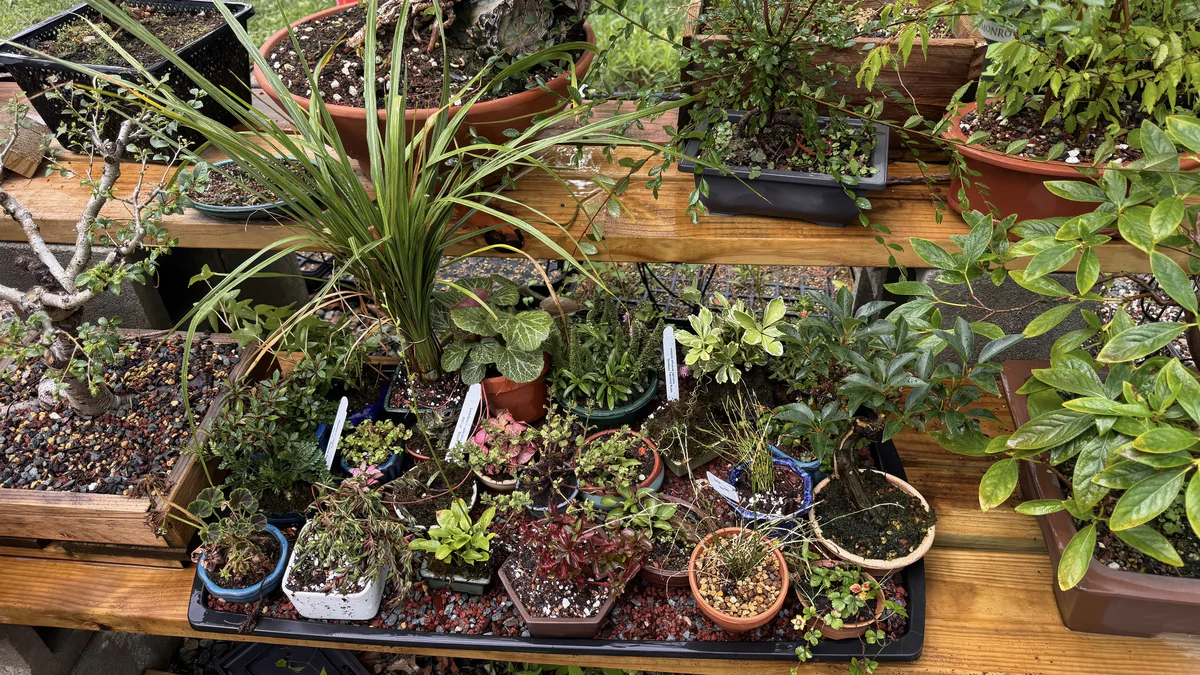 A black tray holding about two dozen small pots of accent plants and small trees on a bench