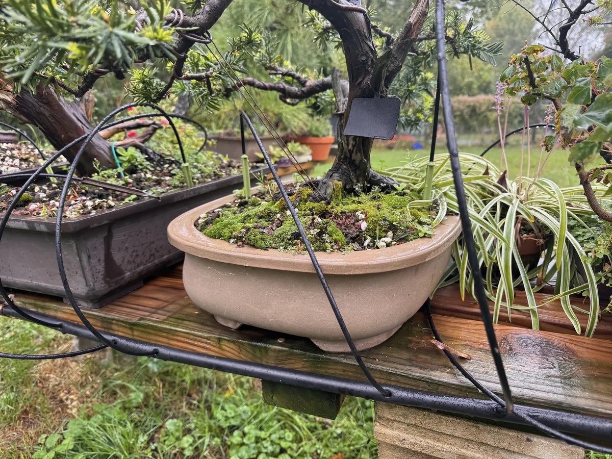 One-eighth-inch lines rising from the mainline along the bench edge to light green emitters staked in an oval pot