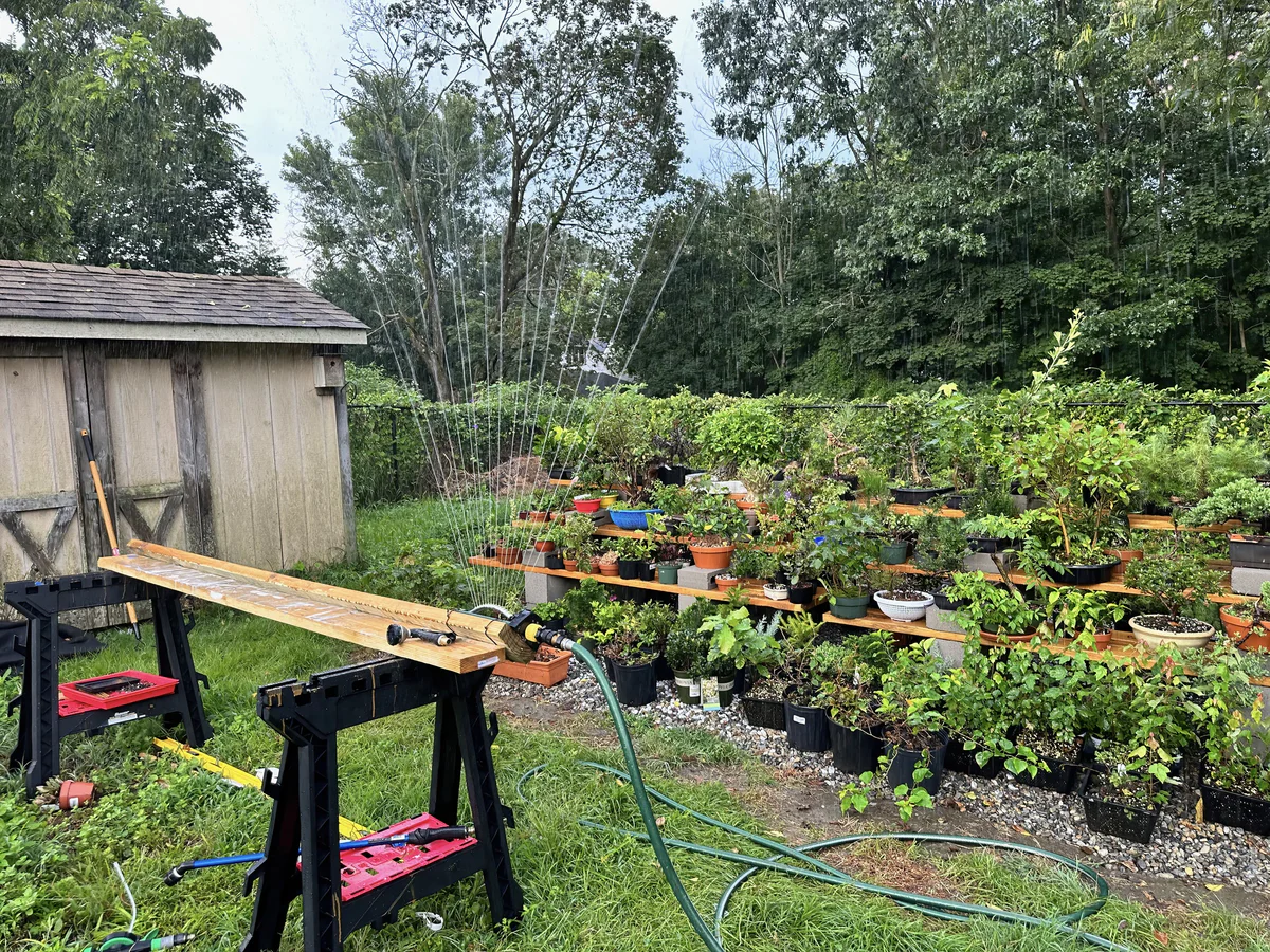 A lawn sprinkler spraying over pots on low wooden benches beside a garden shed, with a garden hose running across the lawn