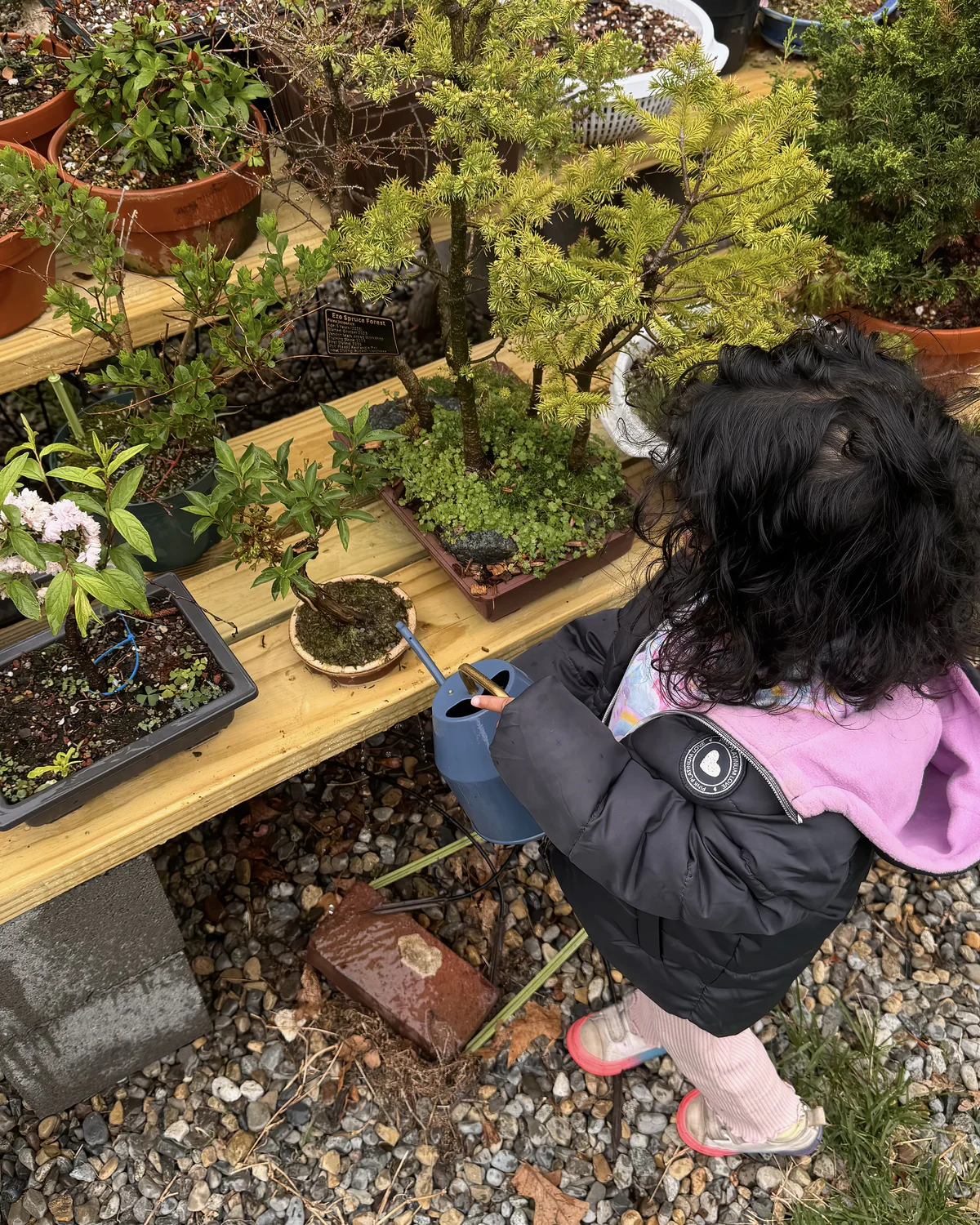 A small child in a pink and black jacket, seen from behind, watering potted trees on a bench with a blue watering can