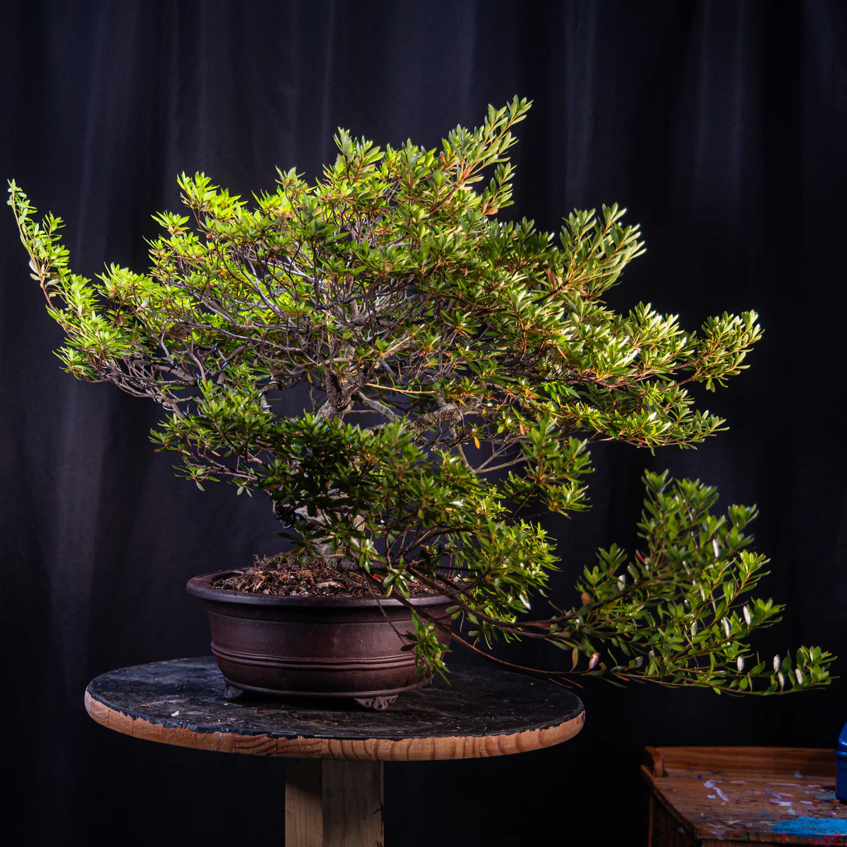 Azalea (Joe G) (August 2026)