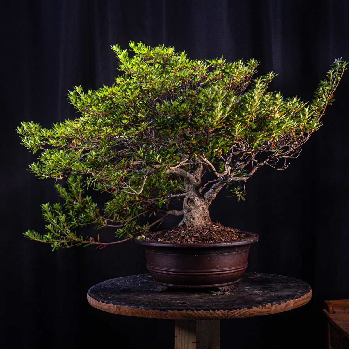 Azalea (Joe G) (August 2026)