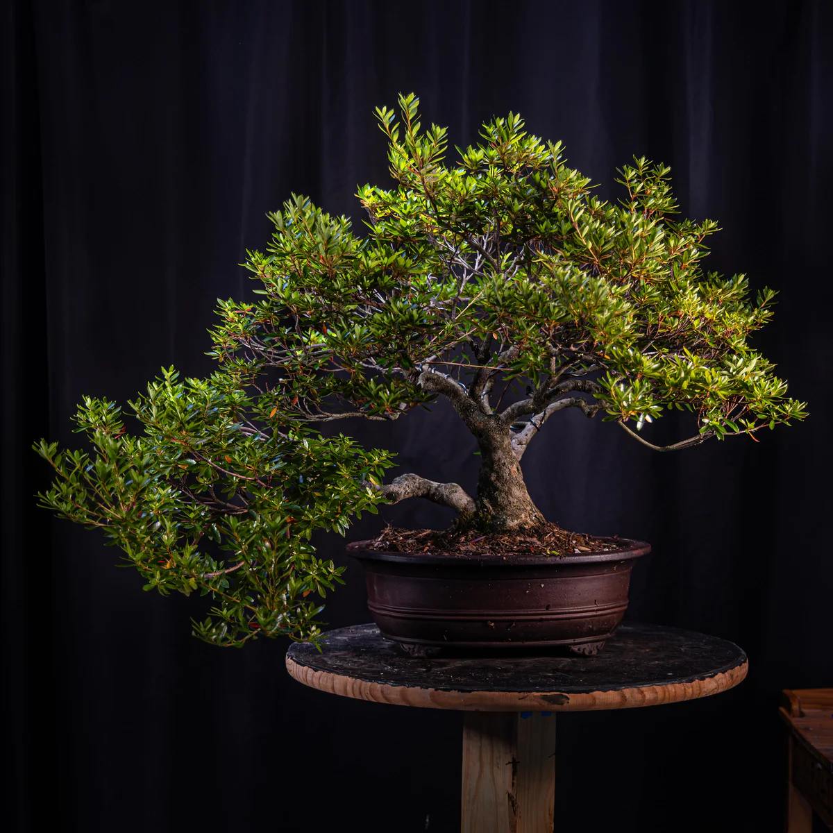 Azalea (Joe G) (August 2026)