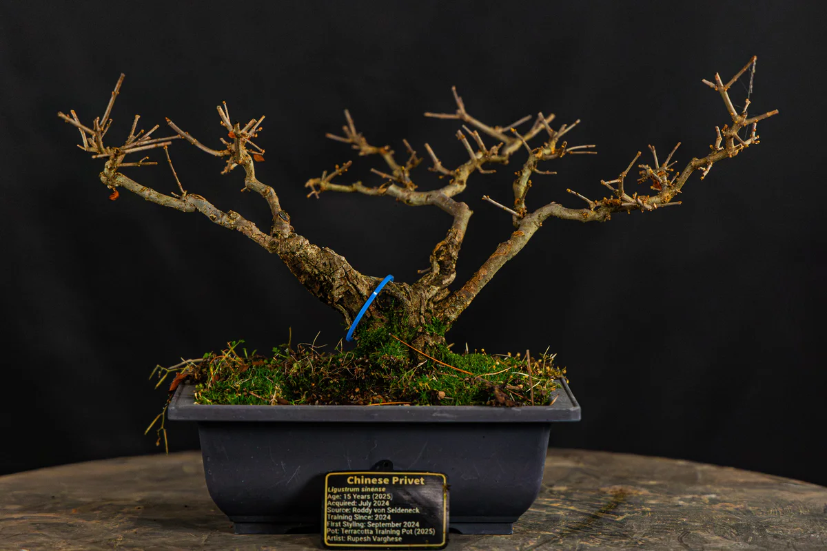 Chinese Privet, repot, March 2026