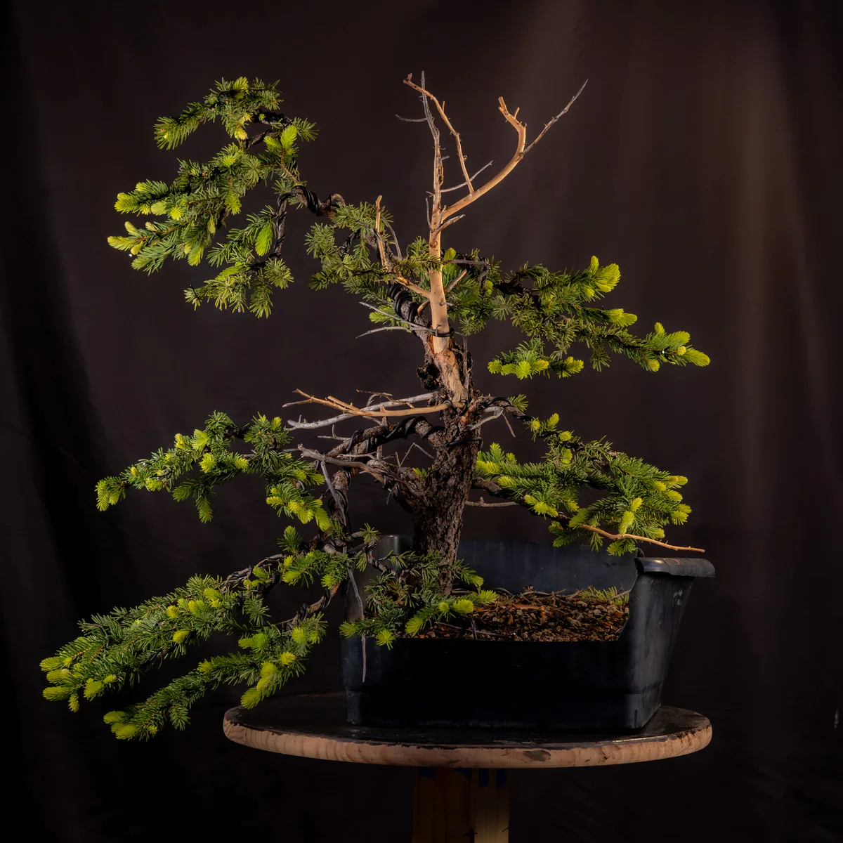 Colorado Blue Spruce, first styling, May 2026