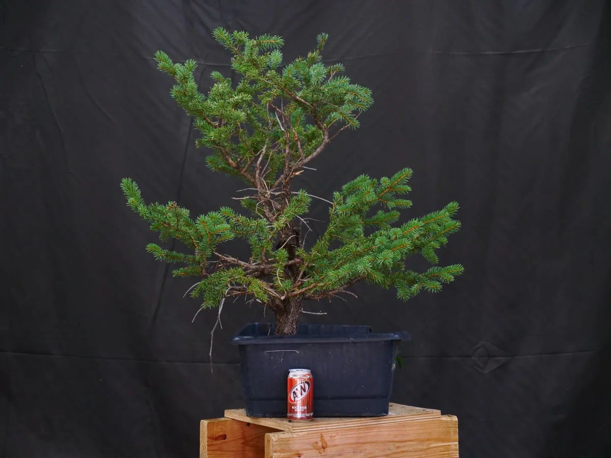 Colorado Blue Spruce