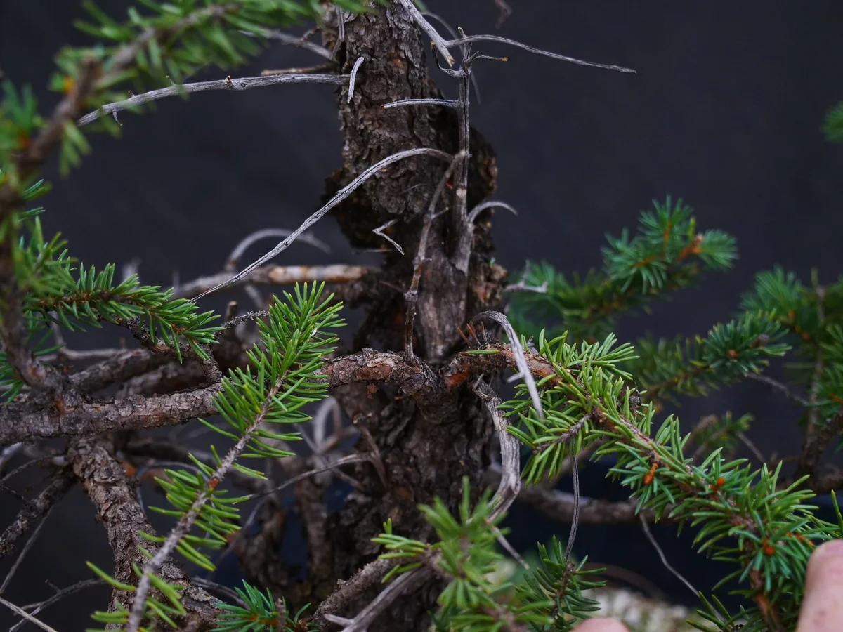 Colorado Blue Spruce